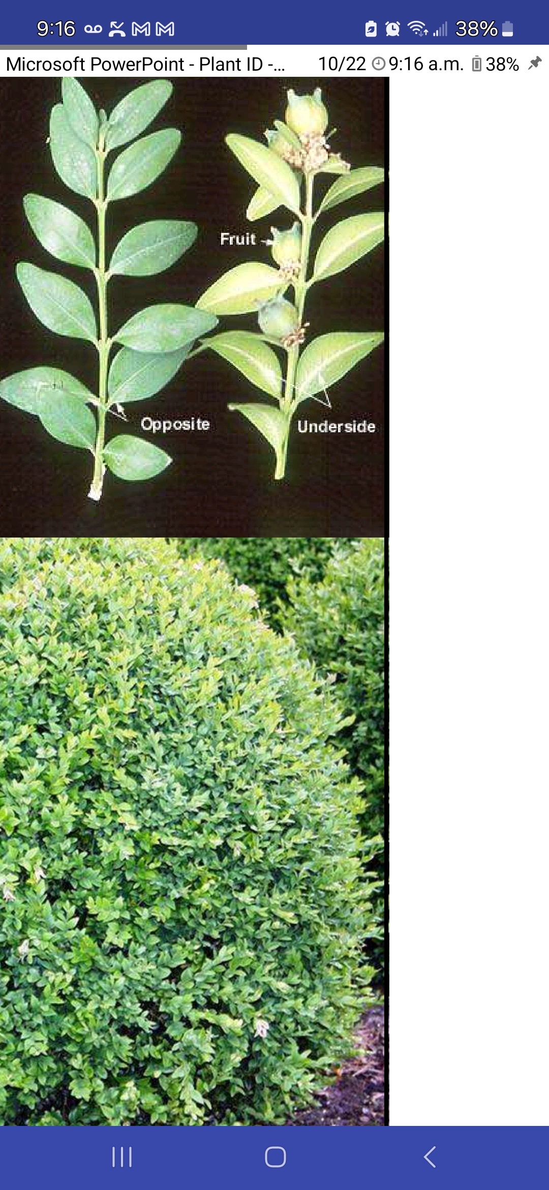 <p>Buxus sempervirens, Buxaceae</p>