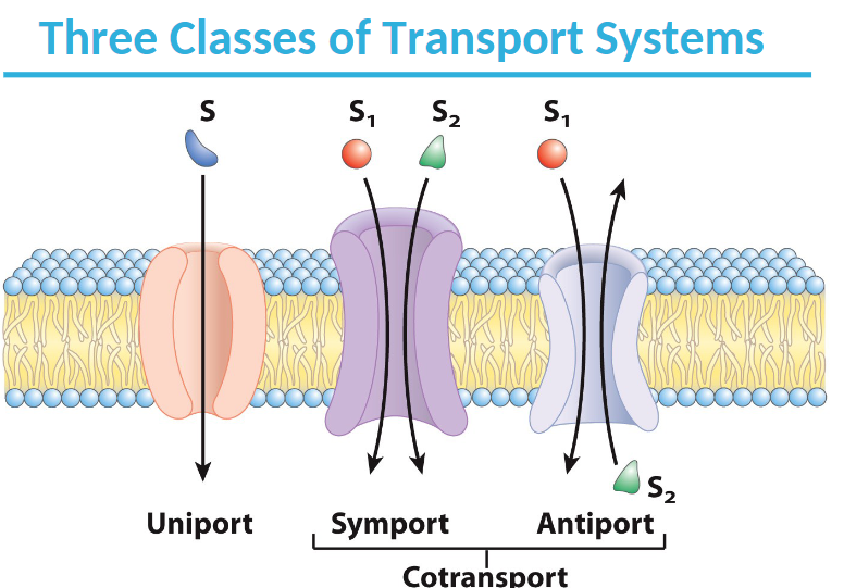 <ol><li><p><strong>Uniport - </strong>Unidirectional transport of a molecule</p></li><li><p><strong>Symport - </strong>Transport of a substance along with another substance, frequently a proton</p></li><li><p><strong>Antiport - </strong>Transport of two substances in opposite directions</p></li></ol>