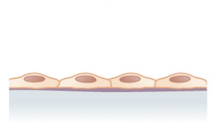 <p>located in the alveoli of lungs where gases diffuse, segments of kidney tubules, and lining of capillaries, blood and lymphatic vessels. Allows materials to pass through by diffusion and filtration, and secretes lubricating substance</p>