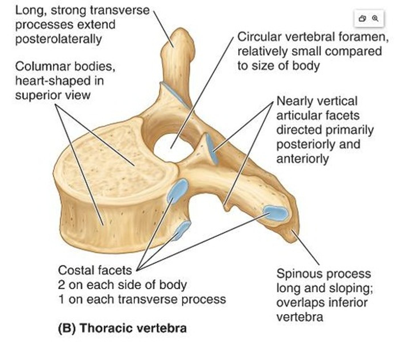 <p>They articulate with the ribs and have heart-shaped bodies.</p>