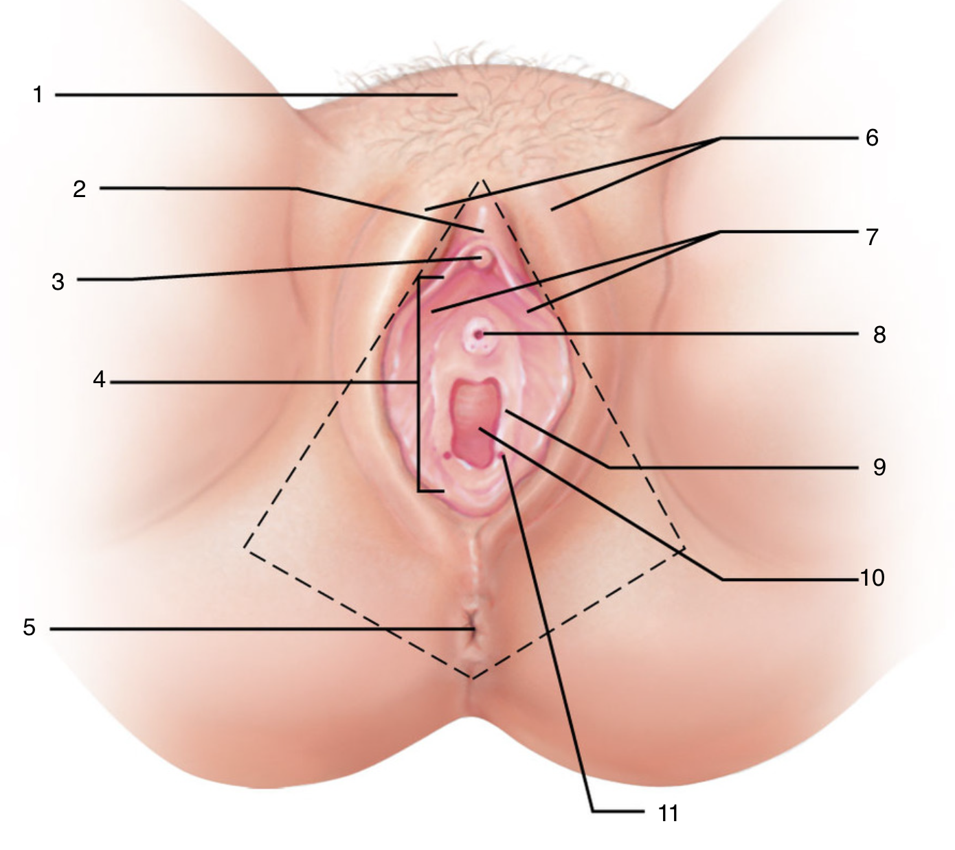 <p>7</p>