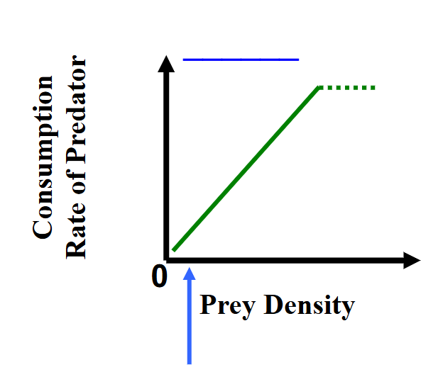 <p>Linear</p><ul><li><p>rarely observed</p></li><li><p>search time varies w/ prey density</p></li><li><p>handling time is constant but near zero</p></li><li><p>e.g. passive predators (spiders, filter feeders), herbivores - occurs if prey densities do not become high enough for satiation</p></li><li><p>as prey density increases, encounter rates increase, search time decreases. s &gt; &gt; h</p></li></ul><p></p>