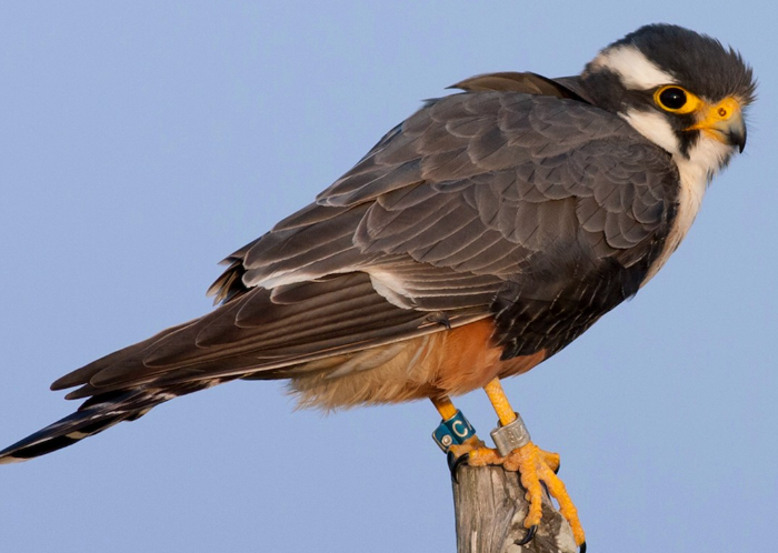 <p>What bird is this?</p>