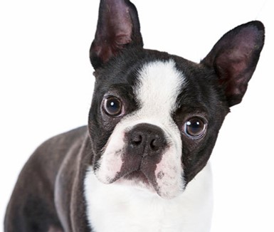 <p>Boston Terrier</p>