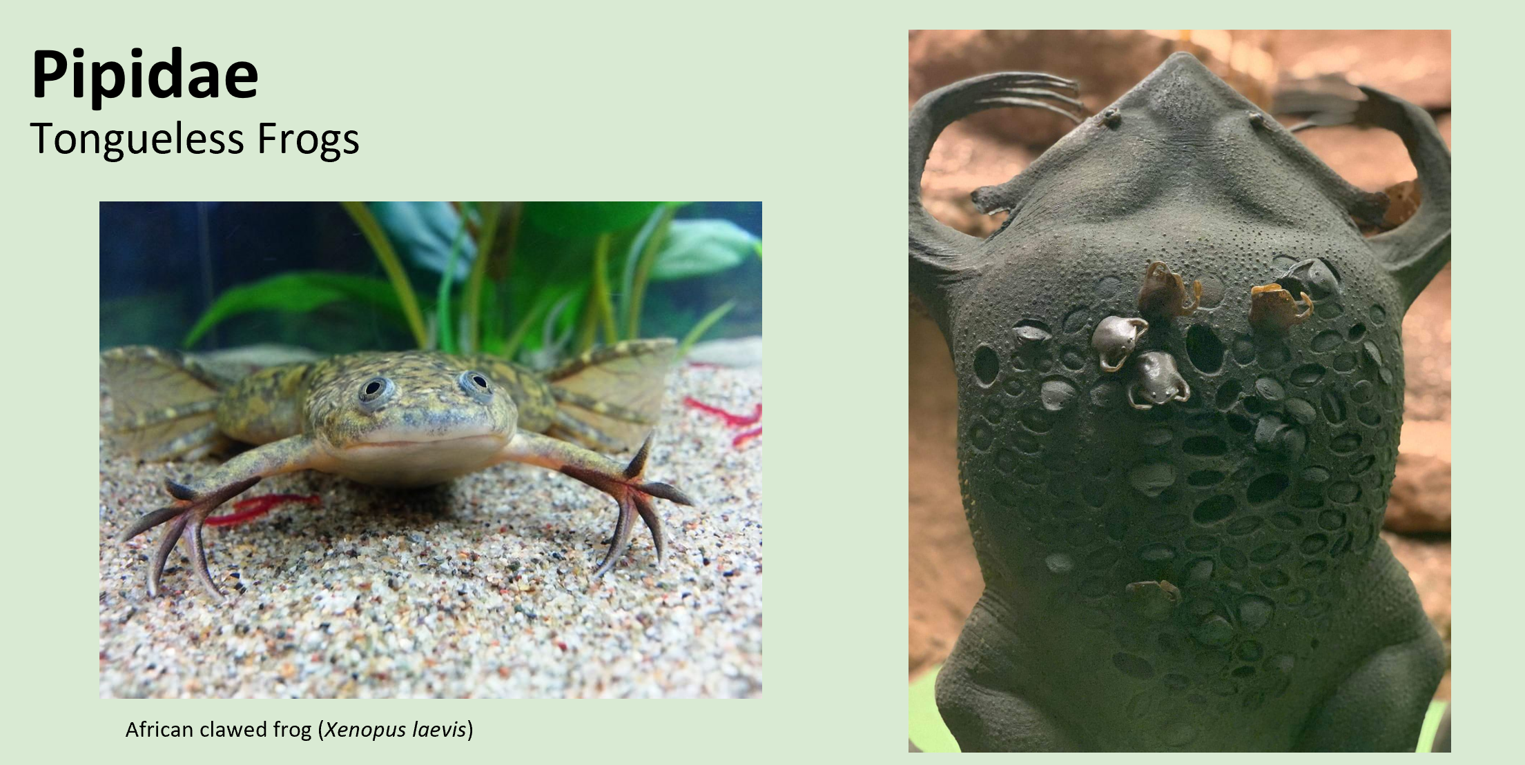 <p><span>Really flat, totally aquatic,</span><br><span>long legs, long webbed toes</span><br><span>with clawlike tips</span></p><p><span>Tongueless frogs.</span></p><p class="has-focus"><span>Africa and South</span><br><span>America</span><br></p>