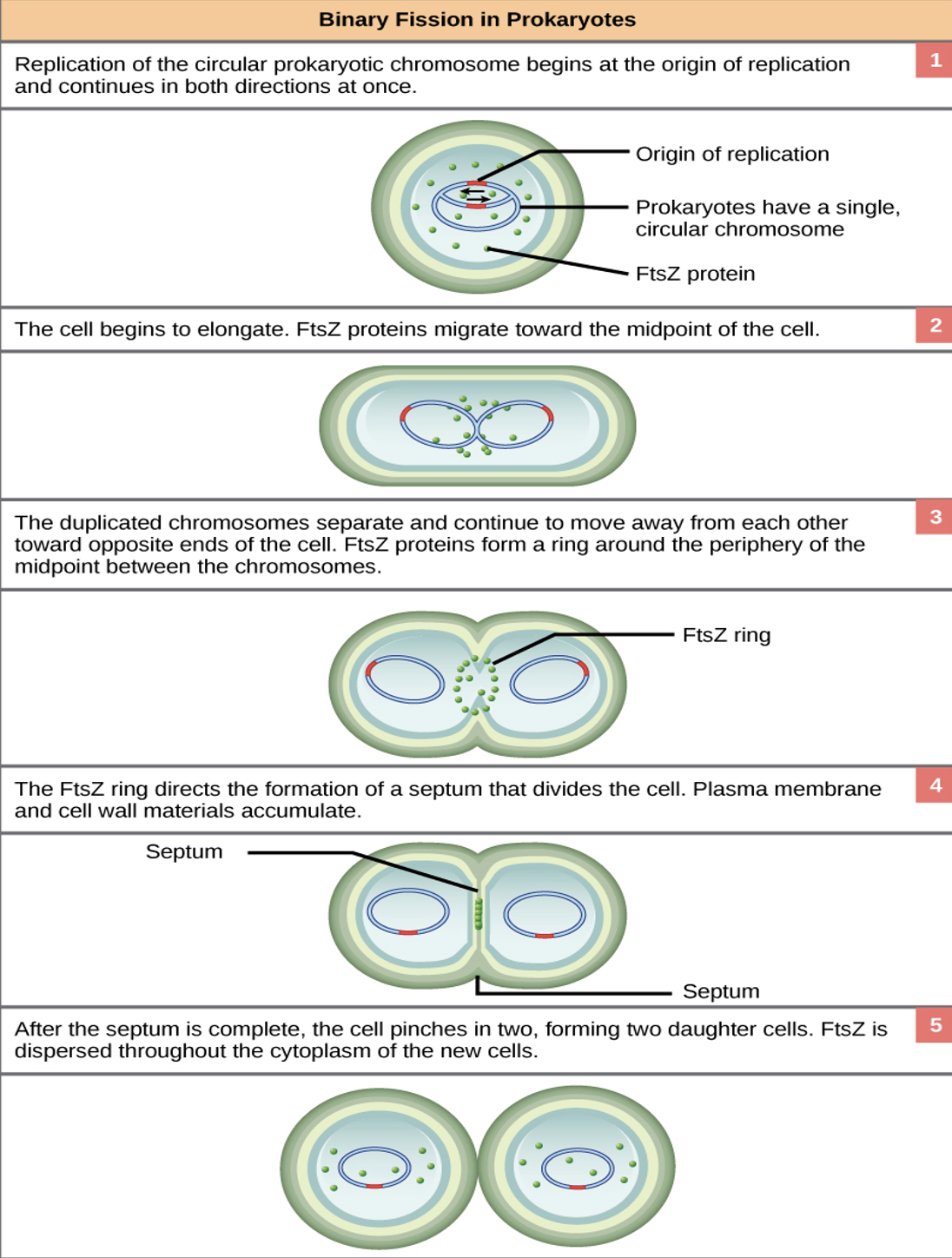 <p>prokaryotic cell division happens by…</p>