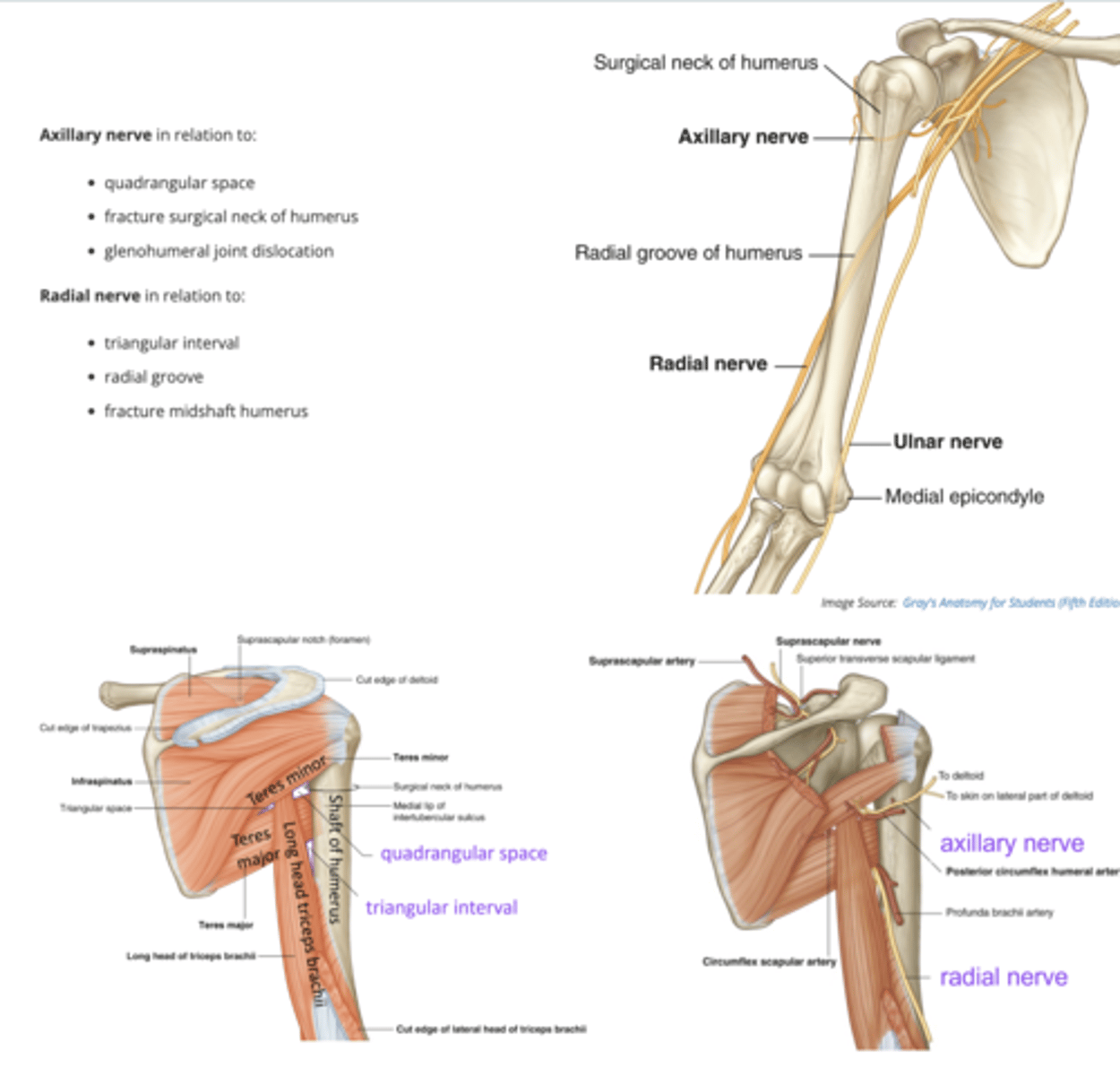 <p>Two infraclavicular branches that may be compromised in the shoulder region are the:</p>
