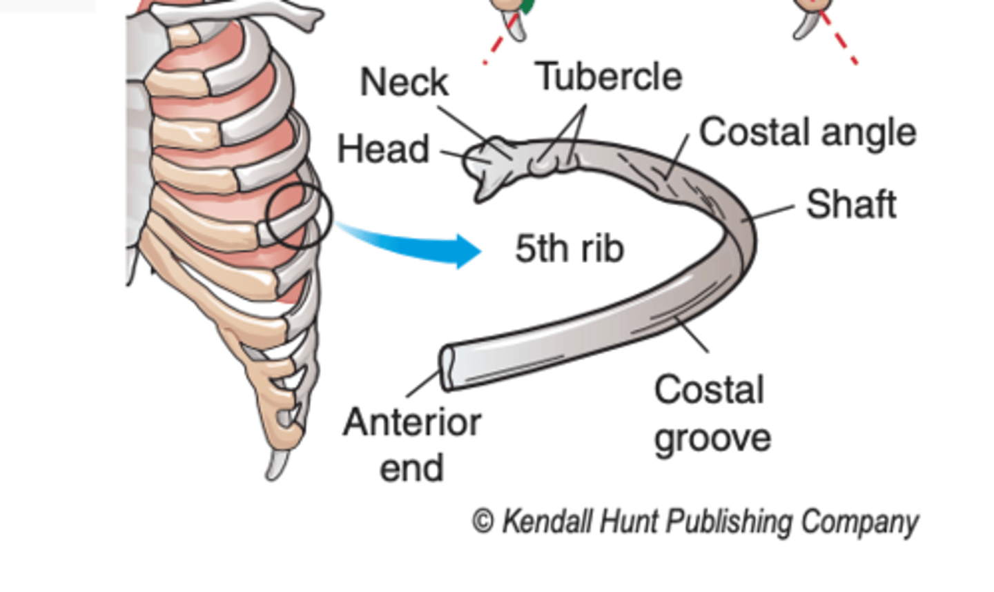 <p>the bodies of the thoracic vertebrae</p>