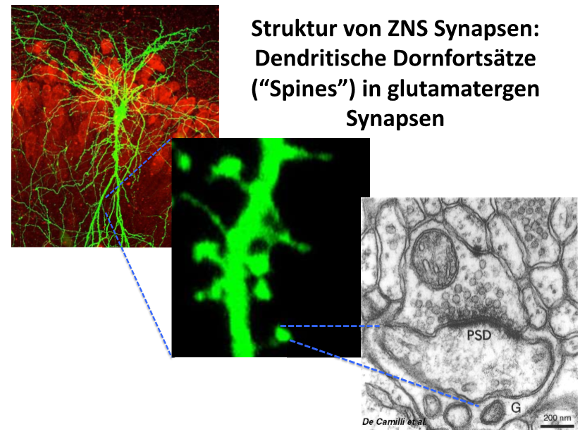 <p>nur an exzitatorische, glutamatergen Synapsen beobachtet</p><p>Funktion ist noch nicht geklärt, wahrscheinlich aber drei Hauptfunktionen:</p><p>1. Vergrösserung des Volumens zum Synapsen erhalten</p><p>2. Kompartimentalisierung, welche unabhängige Veränderungen der Funktion einzelner Synapsen ermöglicht, z.B. bei Lernvorgängen (synaptische Plastizität)</p><p>3. Filtern von einzelnen Inputs und Diffusionsbarriere, welche lonenstrome und second messengers im Spine von benachbarten Synapsen trennt</p>