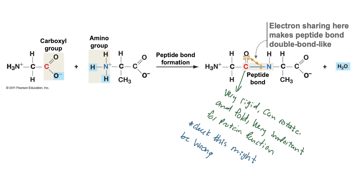 Carboxyl + amino group

\
OCN 