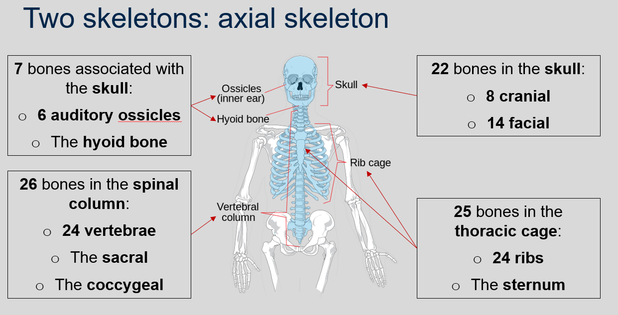 <p>The axial skeleton is a part of the human skeleton that includes 80 bones, including 22 bones in the skull (8 cranial and 14 facial), 7 bones associated with the skull (6 auditory ossicles and the hyoid bone), 25 bones in the thoracic cage (24 ribs and the sternum), and 26 bones in the spinal column (24 vertebrae, the sacral, and the coccygeal).</p>