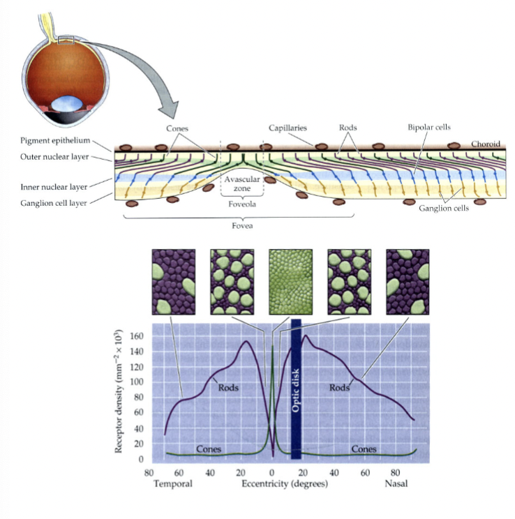 <p>light sensing cells are differentially spaced in the retina around this.</p>