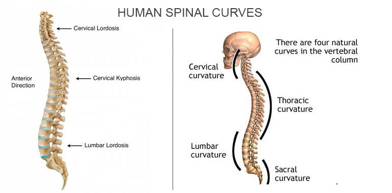 <p></p><ul><li><p>cervical (7) → up in the neck</p></li><li><p>thoracic (12) → in the thorax</p></li><li><p>lumbar (5) → in the abdomen</p></li><li><p><strong>lumbar lordosis</strong>: opposite concave structure to keep our structure up (C shape)</p></li><li><p><strong>thoracic kyphosis: </strong>allows us hold our lungs upright (opposite C shape)</p></li><li><p><strong>cervical lordosis: </strong>allow to keep our head in balance (opposite shape)</p></li><li><p>between them, we have <strong>zygapophyseal joints</strong> (synovial), allow the movement of the trunk</p></li></ul><p></p>