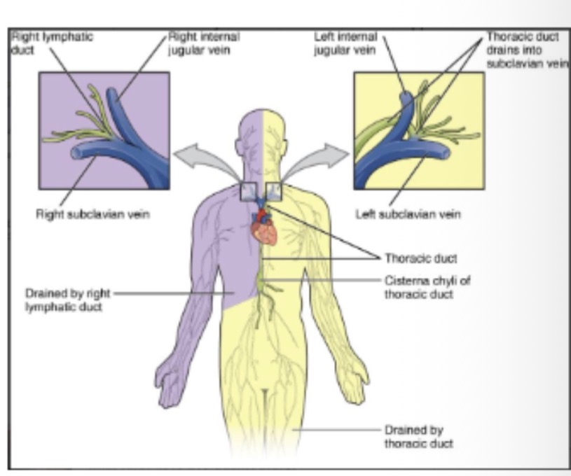 <p>Venous angles at subclavian veins.</p>