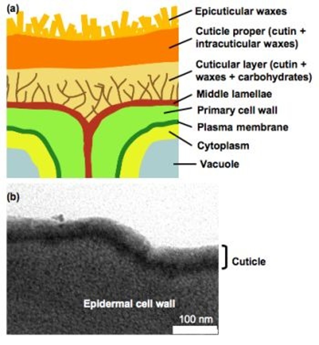 <p>(A) III only</p><p>Each of the following statements about Waxes and Plasma Membranes are true:</p><p>I. Waxes are typically found in plant, but not animal, cell membranes.</p><p>II. Waxes are very hydrophobic, having a high melting point.</p><p>III. Waxes contribute to both stability and rigidity in the cell membrane.</p>