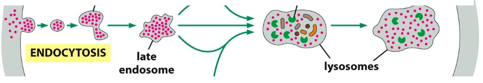 <ol><li><p>Defined as <span style="background-color: rgba(102, 0, 178, 0.08);"><strong><em><span>Ordinary pinocytosis</span></em></strong></span>uptake of solutes (small stuff)</p><ol><li><p>Uptake via clathrin coated pit-->clathrin coated vesicle --> uncoating--> fusion with early endosome --> late endosome--> lysosome</p></li></ol></li></ol><p></p>