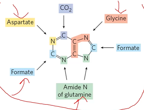 <p>C CO2, N aspartate, NCC glycine, C formate x 2, N glutamine x 2</p>