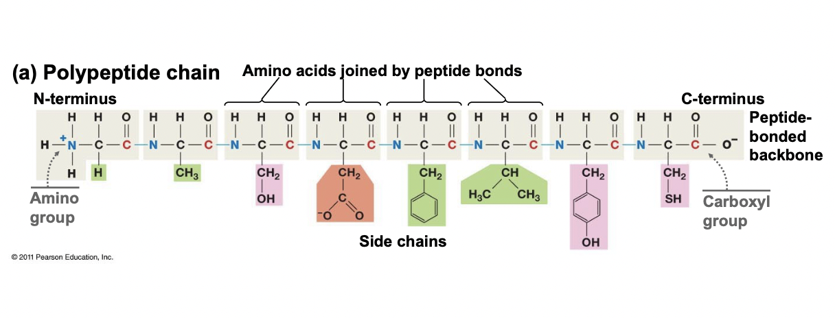 <ul><li><p>Chain of amino acids joined by peptide bonds (protein)</p></li><li><p>Always start with amino group or “N-terminus” and end with a carboxyl group “C-Terminus”</p></li><li><p>Side chains dictate folding and function</p></li><li><p>All start with methionine</p></li></ul>