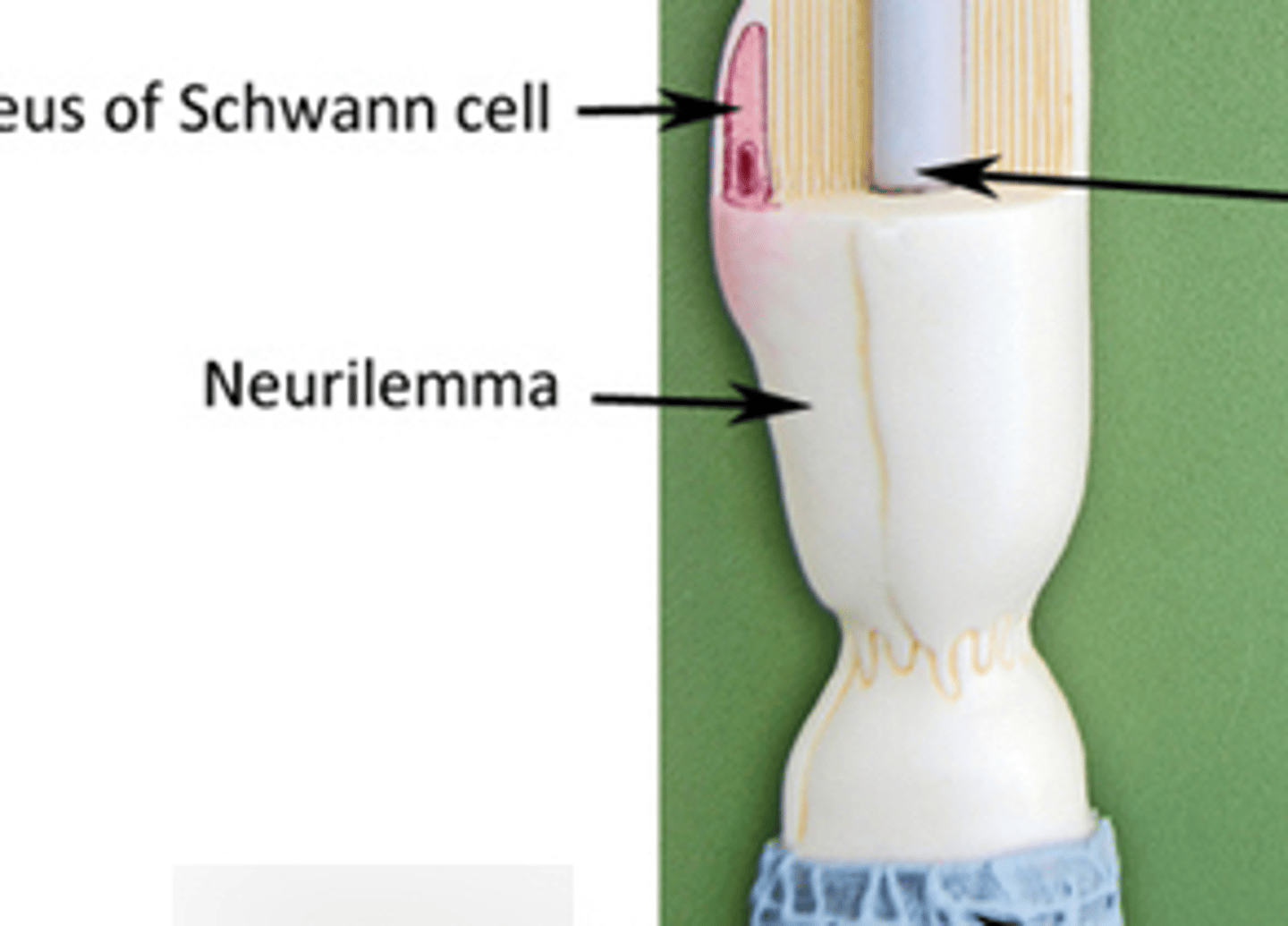 <p>the thin, membranous sheath enveloping a nerve fiber</p>