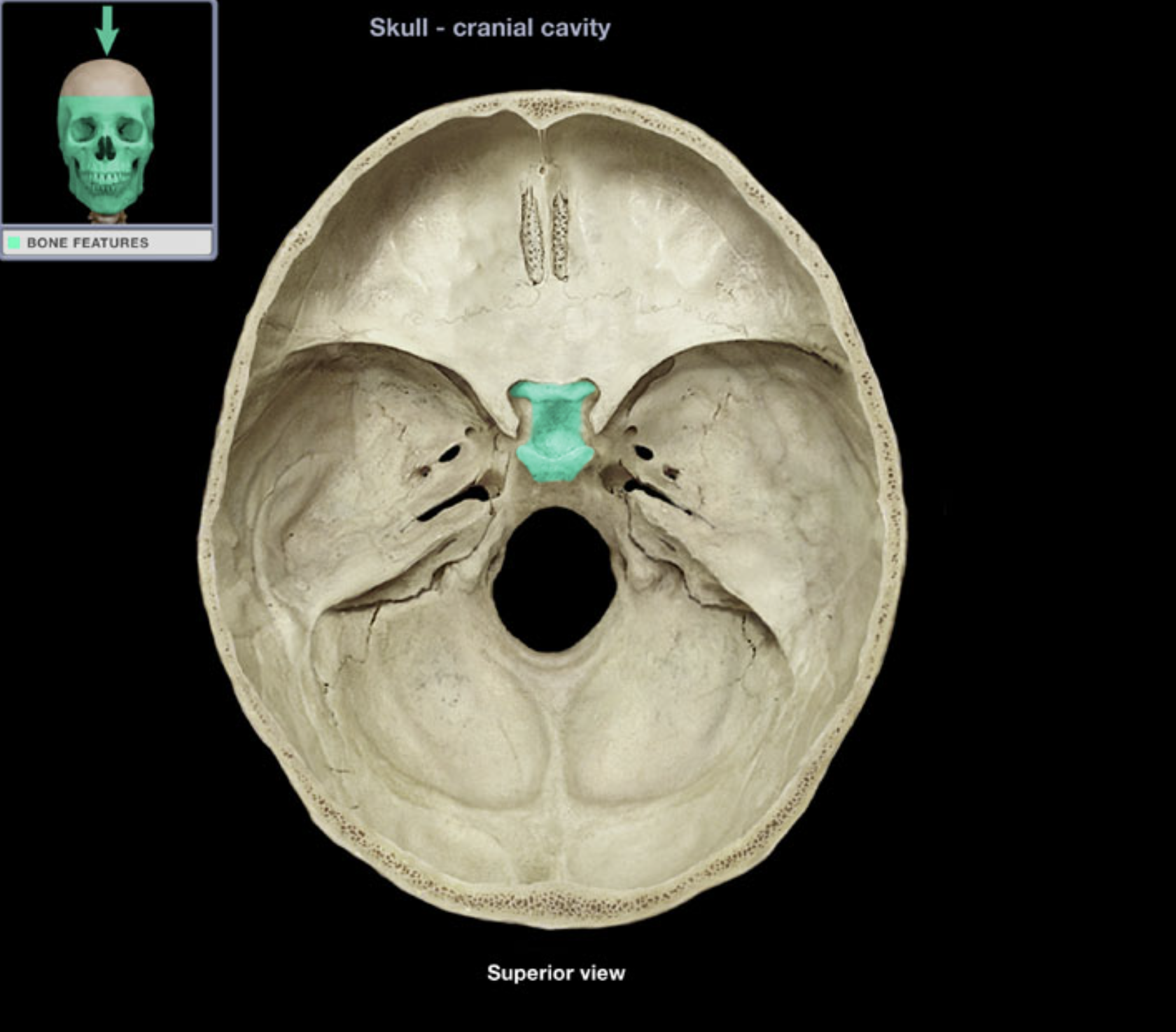 knowt flashcard image