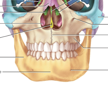 <p>Maxillae</p>