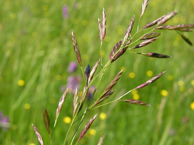 <p>Festuca pratensis</p>