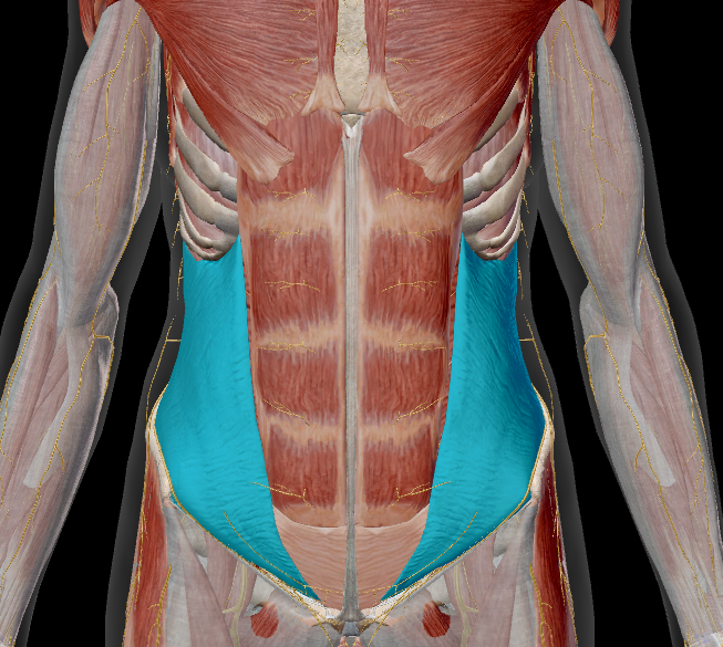 <p>name the muscle + action</p>
