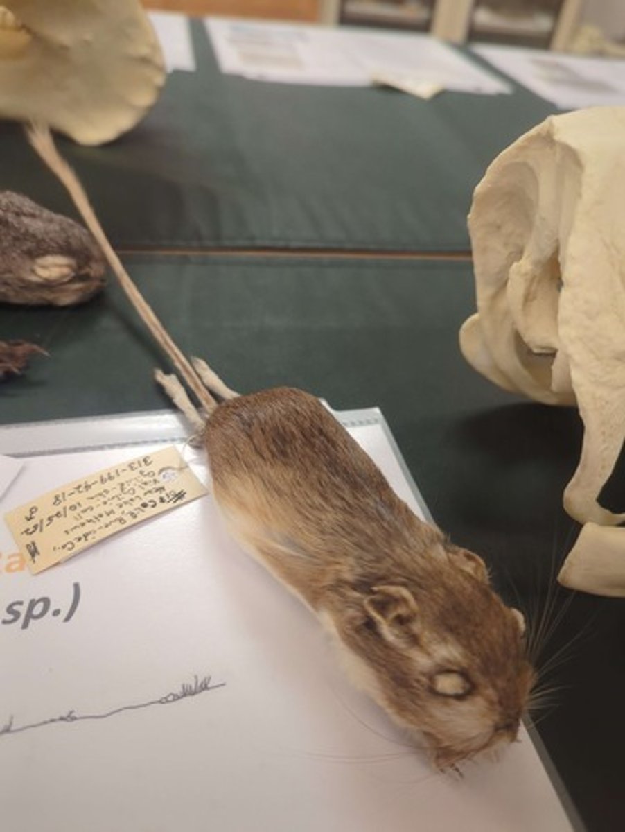 <p>What animal is this?</p>
