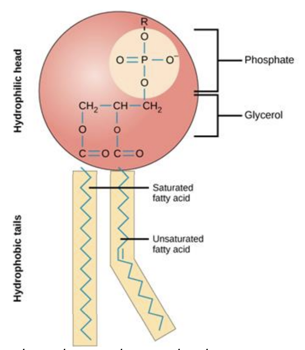 <p><span style="color: rgb(255, 70, 70);">Polar head [1]</span> composed of a <span style="color: rgb(255, 70, 70);">glycerol and phosphate molecule</span></p><p><span style="color: rgb(255, 70, 70);">Two non-polar tails [1]</span> composed of <span style="color: rgb(255, 70, 70);">fatty acids (hydrocarbon chains) [1]</span></p><p><span style="color: rgb(255, 70, 70);">are amphipathic [1]</span> (hydrophobic and phillic)</p>