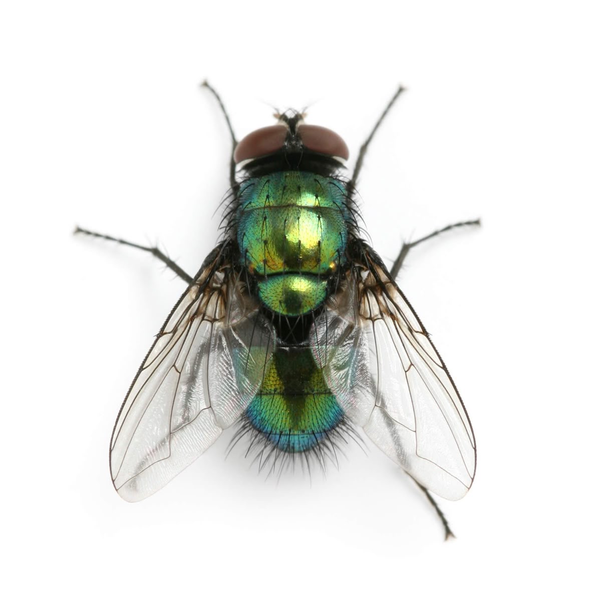 <p>Fly</p>
