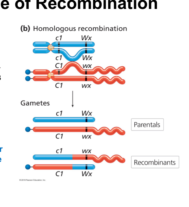 <p>Physical exchange</p><p>8</p><p>Knob</p><p>Chromosome breakage and rejoining</p>