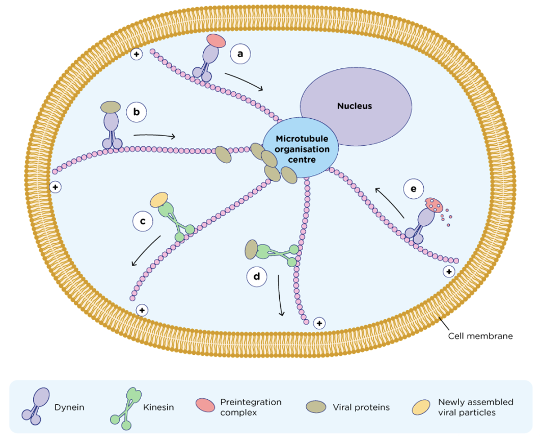 <p>Dynein and kinesin</p><ul><li><p>two globular ATP-binding motor heads and a tail</p></li><li><p>move only in one direction along microtubule</p><ul><li><p>Dyneins move toward "-” ends (e.g. toward nucleus)</p><p>-cause cilia to bend by sliding microtubules past each other</p></li><li><p>Kinesins move toward “+” ends (away from nucleus)</p></li></ul></li></ul><p></p>