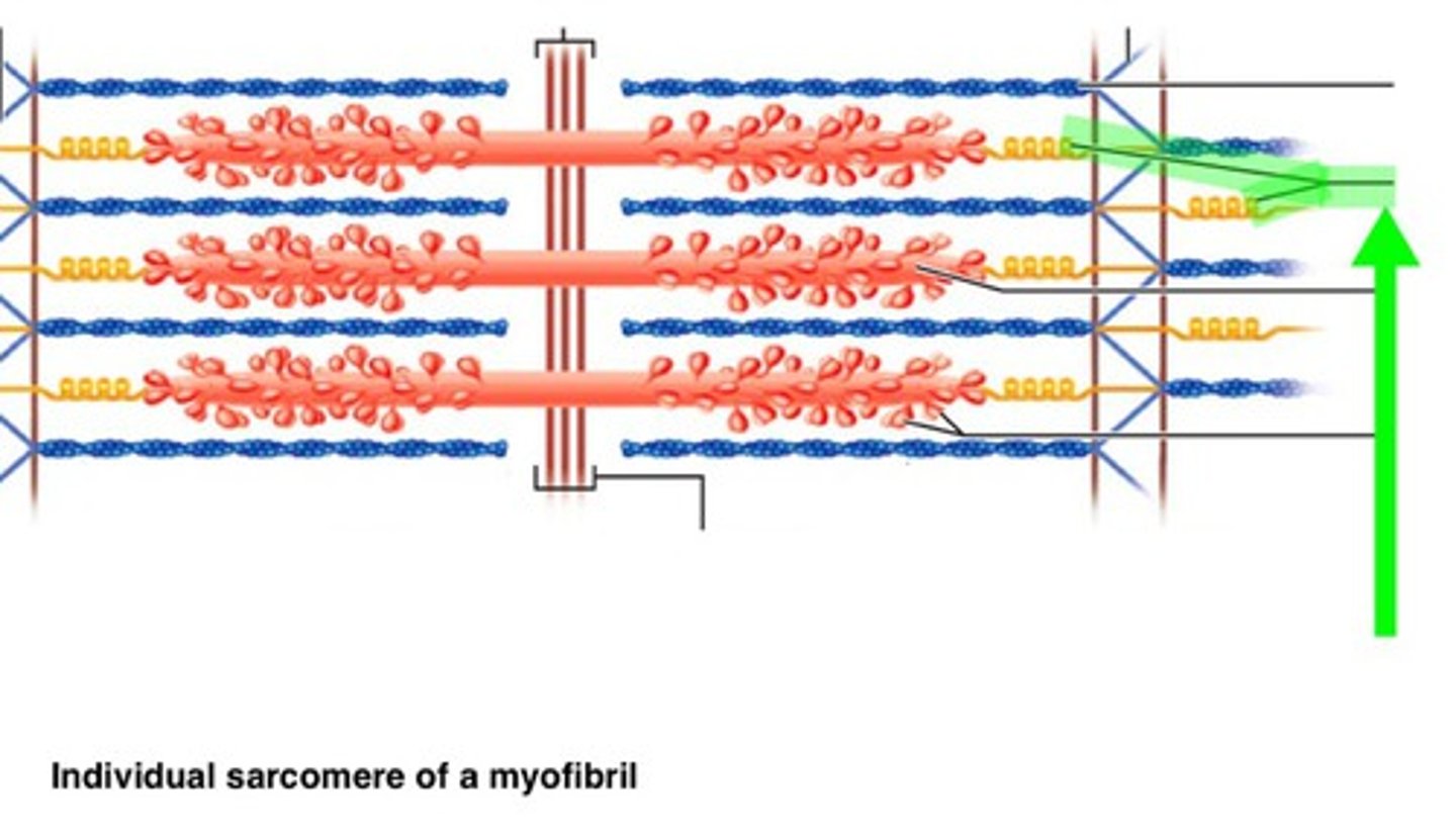 <p>a protein that positions the myosin filament to maintain equal spacing between actin filaments</p>