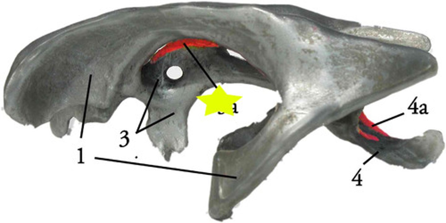 <p>produces cerebrospinal fluid</p>