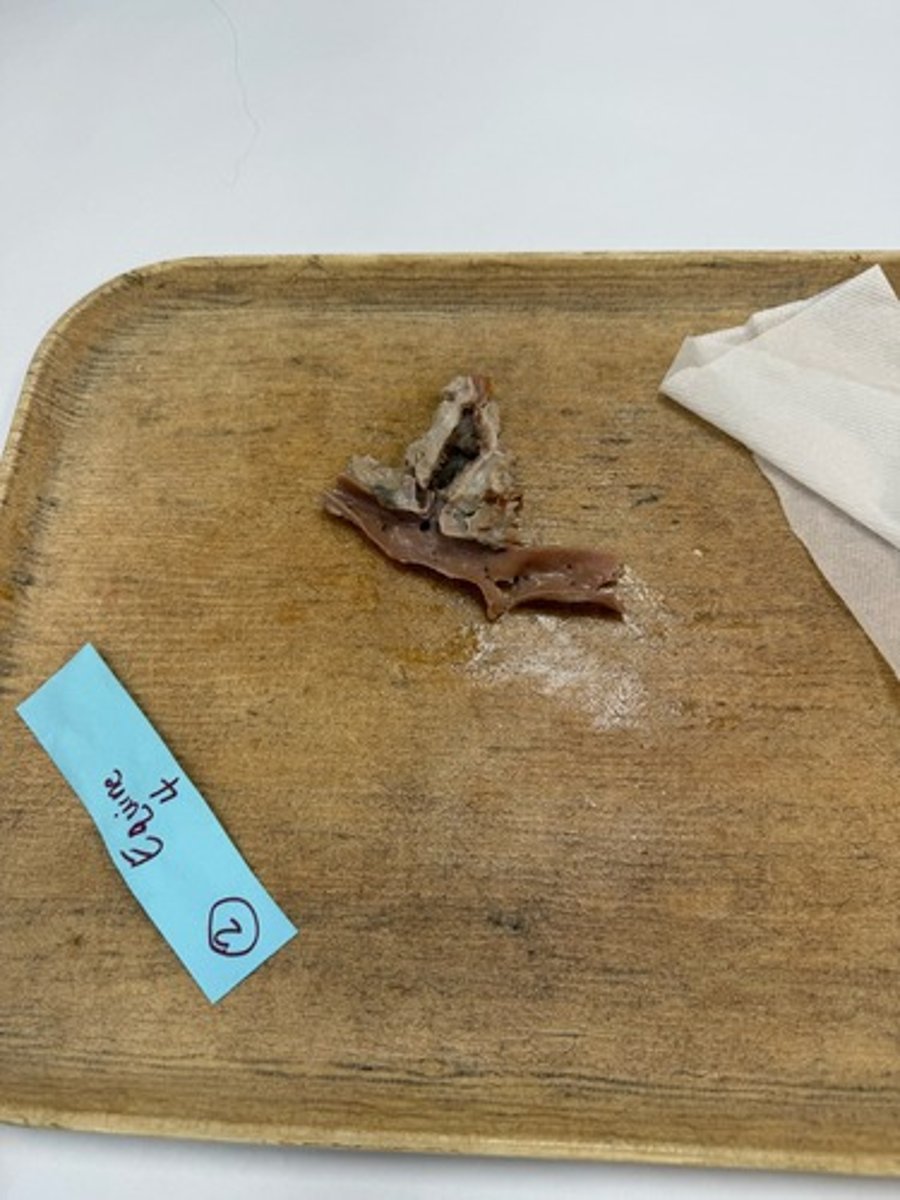 <p>How did this lesion develop?</p>