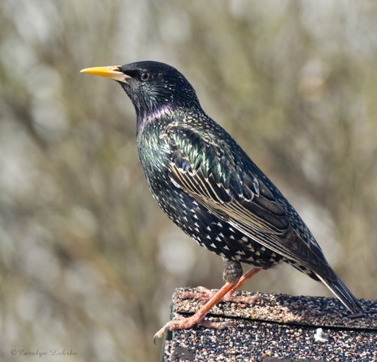 <p>European Starling</p>