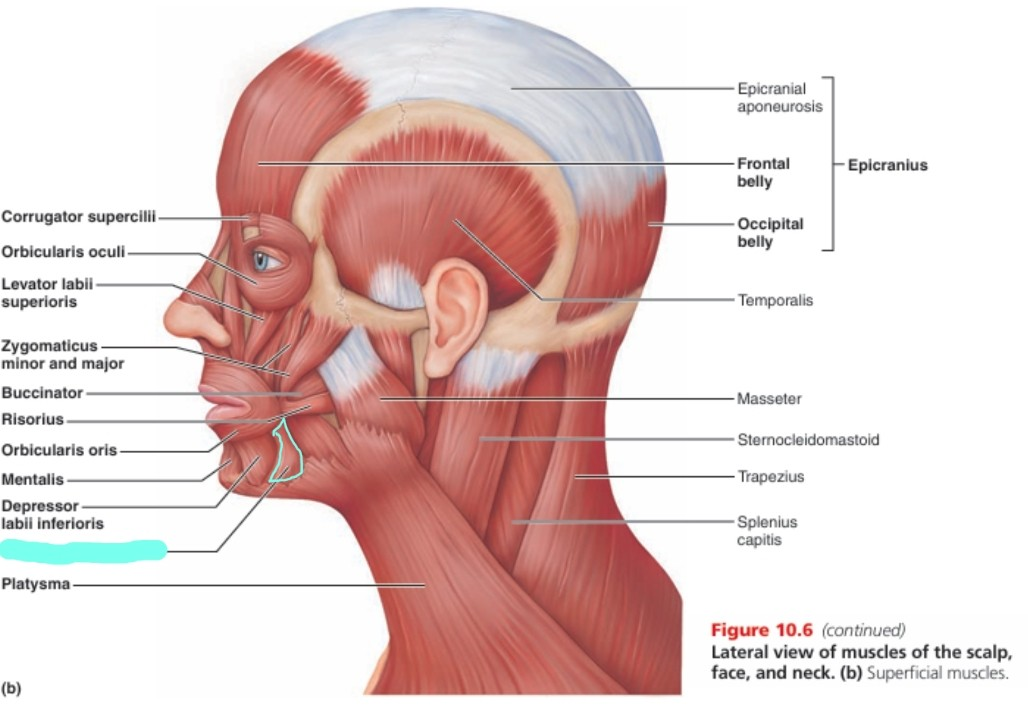 <p>depressor anguli oris muscle</p>