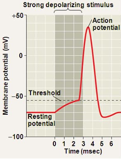 <p>when depolarization exceeds the threshold (around -55mV)</p>