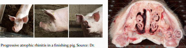 <p>Atrophic Rhinitis in <span style="color: rgb(230, 155, 255)">pigs</span></p>