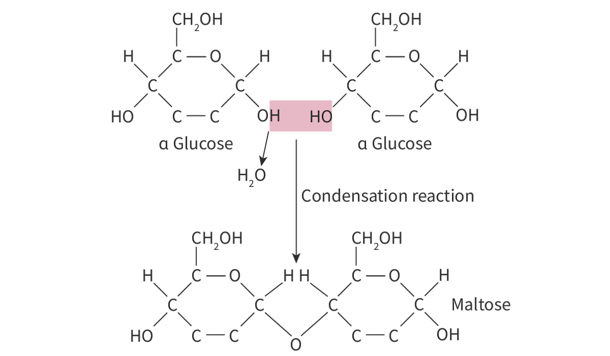 <p><span>In a condensation reaction between two glucose molecules, the −OH group on carbon 1 of one glucose molecule attaches to the −OH group on carbon 4 of the other glucose molecule. This results in formation of a covalent bond between the two glucose molecules, and the release of a molecule of water. The resulting covalent bond that links glucose molecules together is called a 1,4- </span><u>glycosidic bond</u></p>