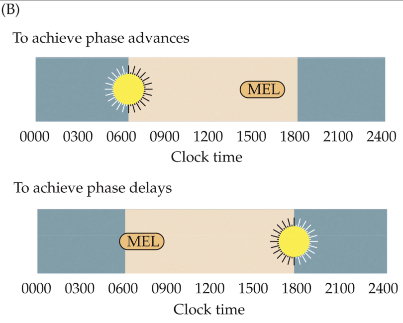 <p>Fig. 13.14: Phase responses to melatonin</p>