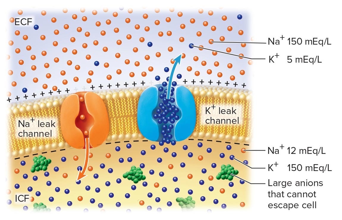 <p>resting membrane potential</p>