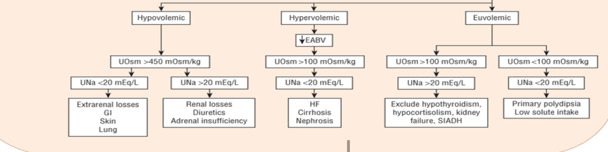 <p><strong>Hypotonic Hyponatremia</strong></p>
