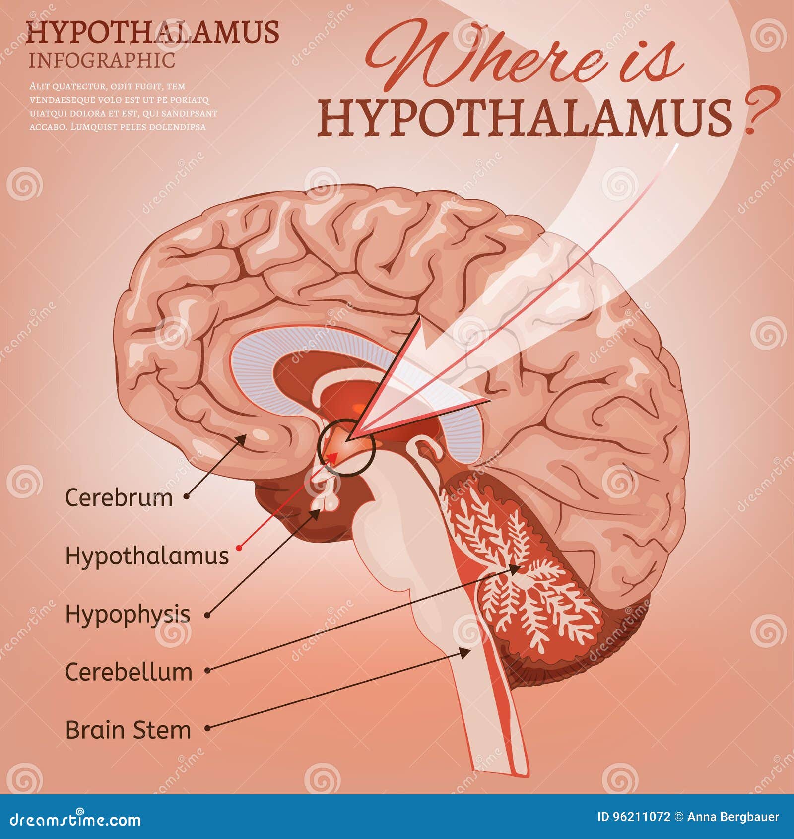 <p>Under Thalamus</p><p>Autonomic nervous system center, regulates body temp, controls water balance, regulates metabolism, part of limbic system (emotions, tirst, hunger, pain etc)</p>