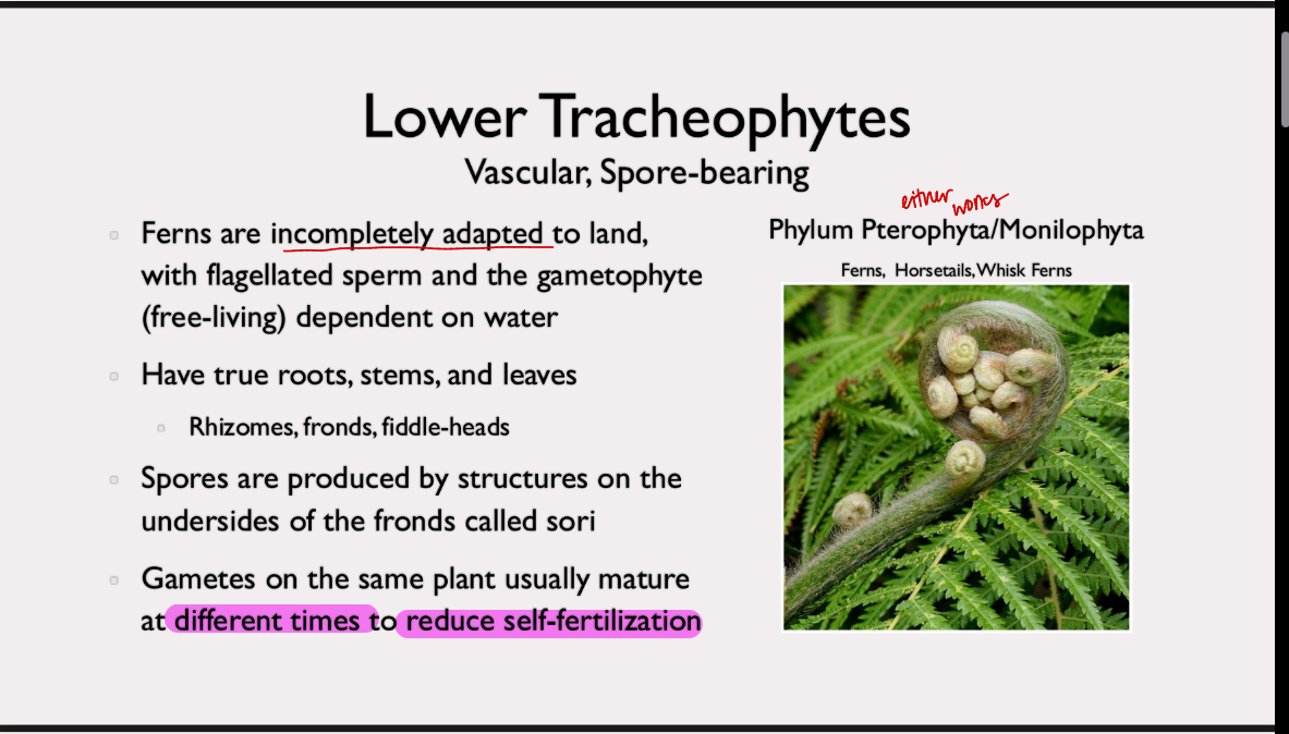 <p>phylum pterophyta/monilophyta</p><p>ferns are incompletely adapted to land, with flagellated sperm and gametophyte depend on water; true roots, stems, and leaves - rhizomes, fronds, fiddleheads; spores produced by structures on undersides of the fronds called sori; gametophys on same plant mature at different times to reduce self fertilization</p>