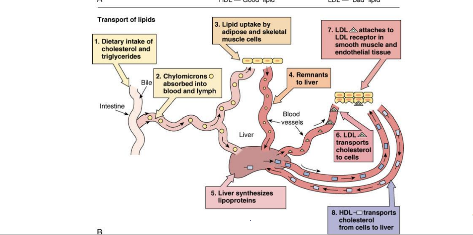 <p>dietary intake of cholesterol and triglycerides </p><p>Chylomicrons absorbed into blood and lymph</p><p>lipid uptake by adipose and skeletal muscle cells</p><p>remnants to liver</p><p>liver synthesizes lipoproteins</p><p>LDL transports cholesterol to cells</p><p>LDL attaches to LDL receptor in smooth muscle and endothelial tissue</p><p>HDL transports cholesterol from cells to liver</p>