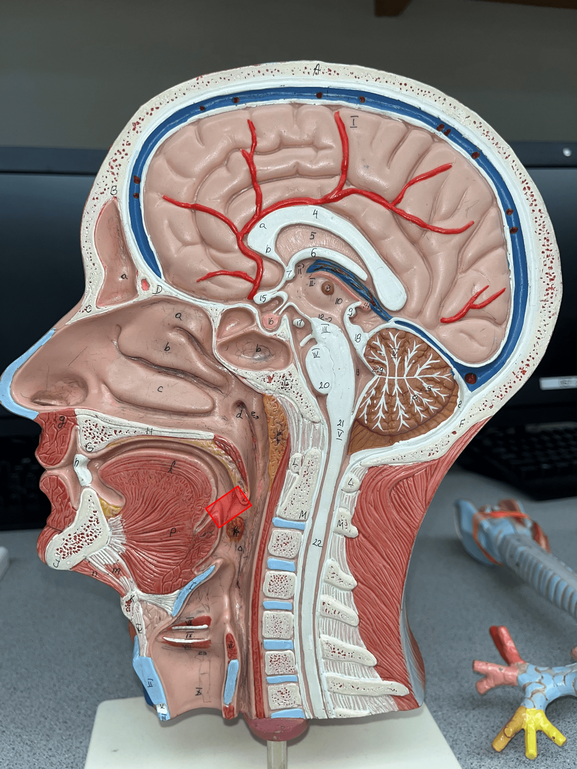 The opening of the mouth into the oropharynx.