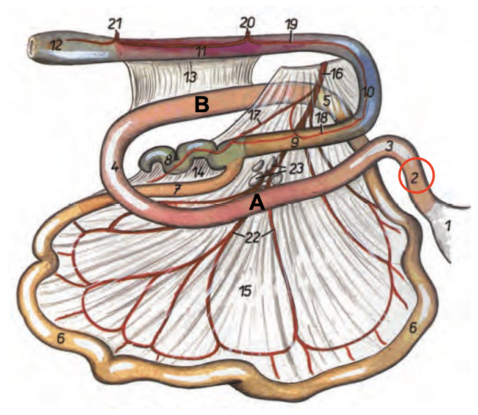 <p>Främre del av duodenum</p>