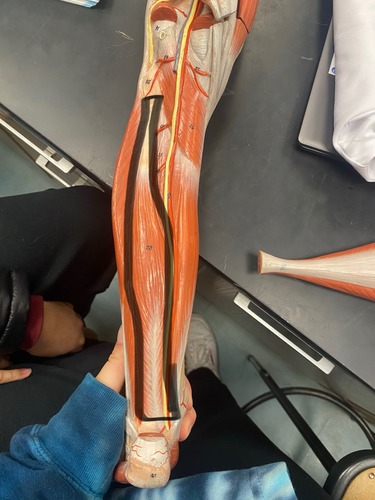 <p>Flexes 1st toe, crosses with flexor digitorum longus</p>