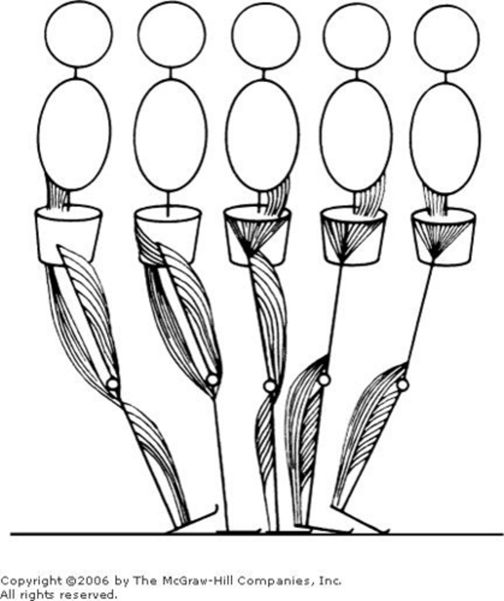 <p>Eccentric control of dorsiflexors to allow foot flat on the ground.</p>